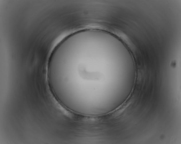 X0000093101286200710101530