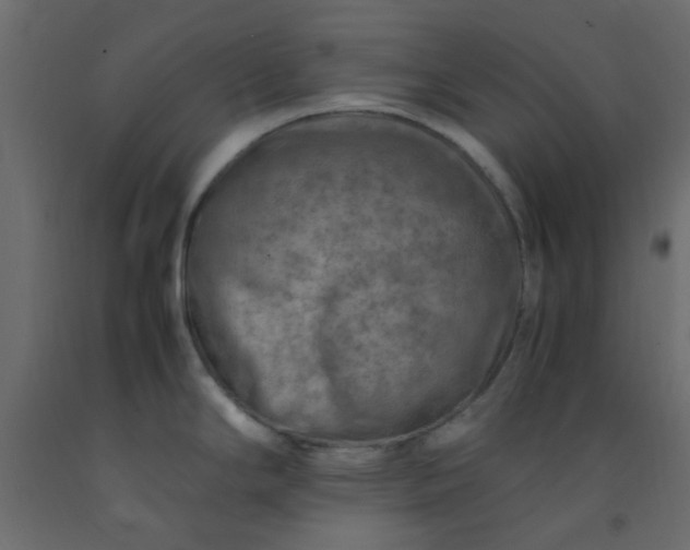 X0000093101294200710101530