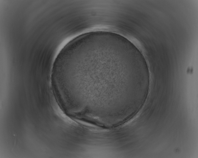 X0000093101296200710101530