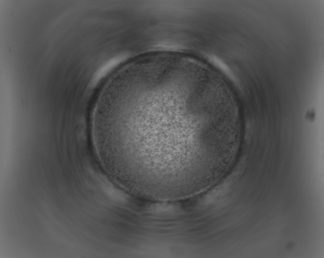 X0000093101307200710101529