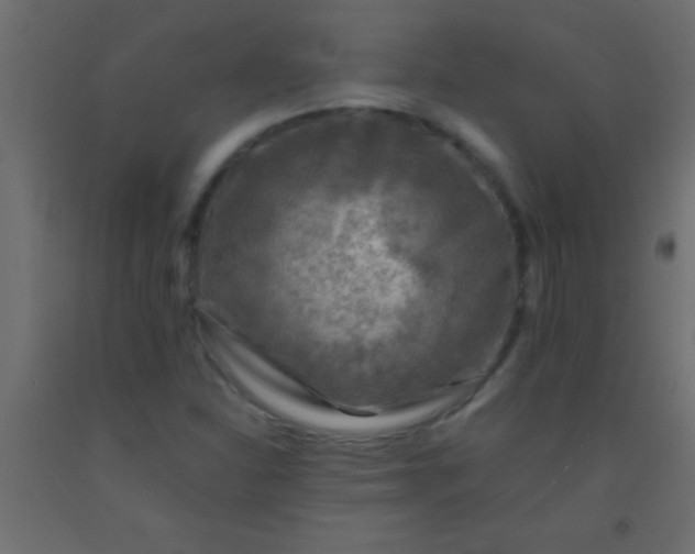 X0000093101310200710101529