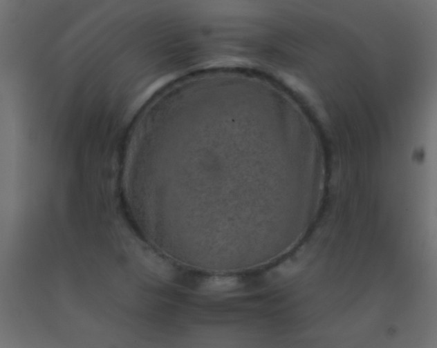 X0000093101313200710101529