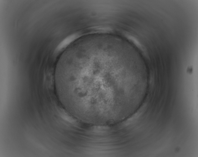 X0000093101354200710101529
