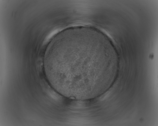 X0000093101355200710101529