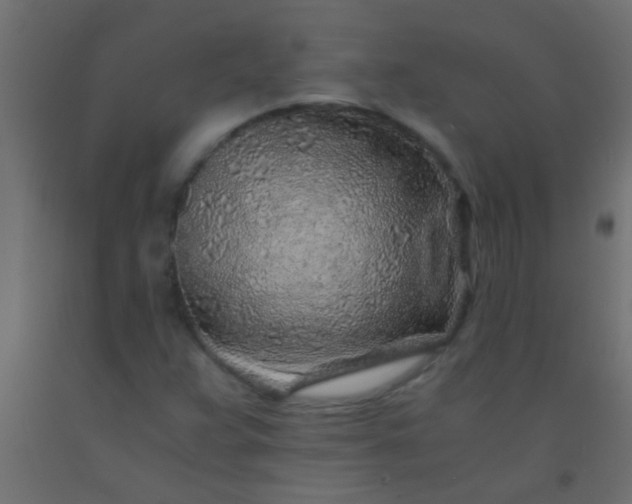 X0000093101359200710101529