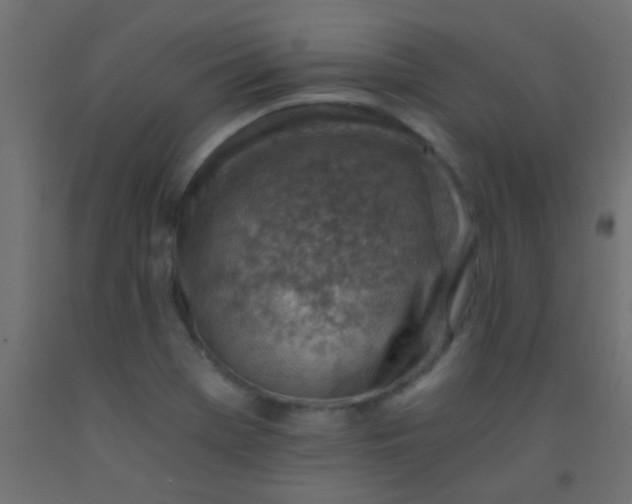 X0000093101369200710101529