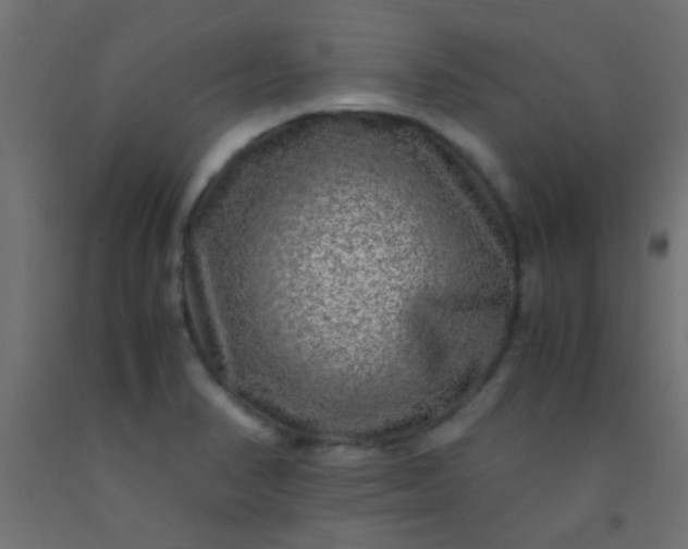 X0000093101374200710101529