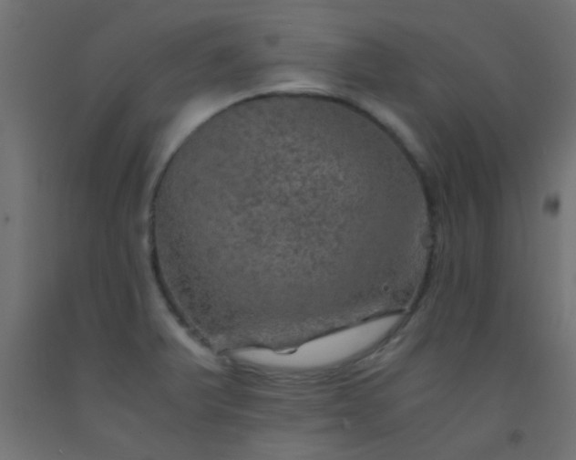 X0000093101375200710101529