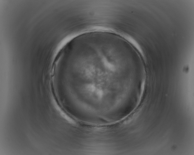 X0000093101381200710101529