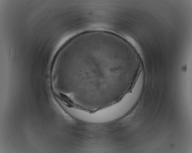 X0000093101384200710101529