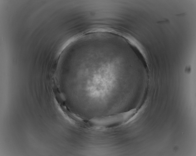 X0000093101385200710101529