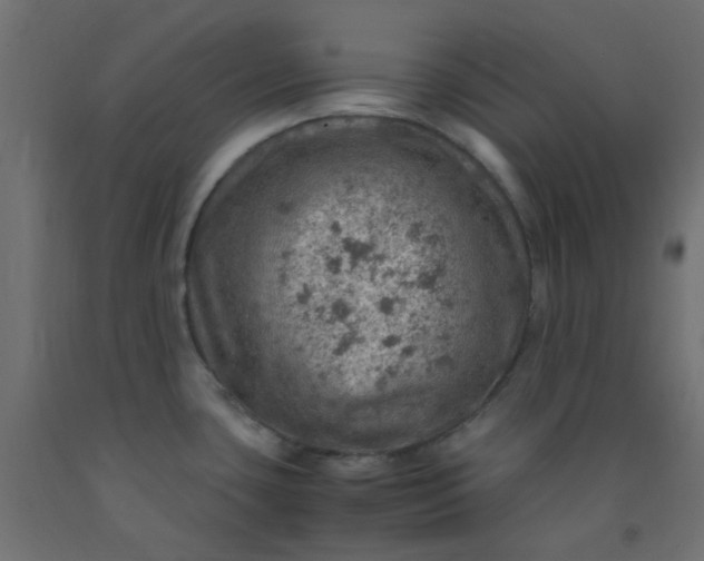 X0000093101435200710101529