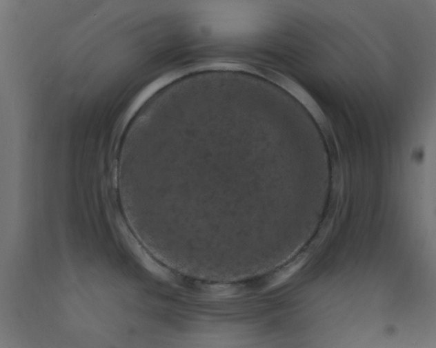 X0000093101436200710101529