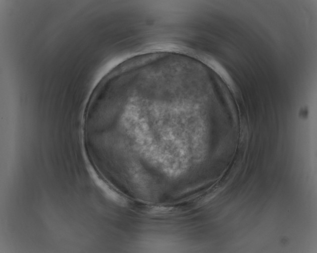 X0000093101439200710101529