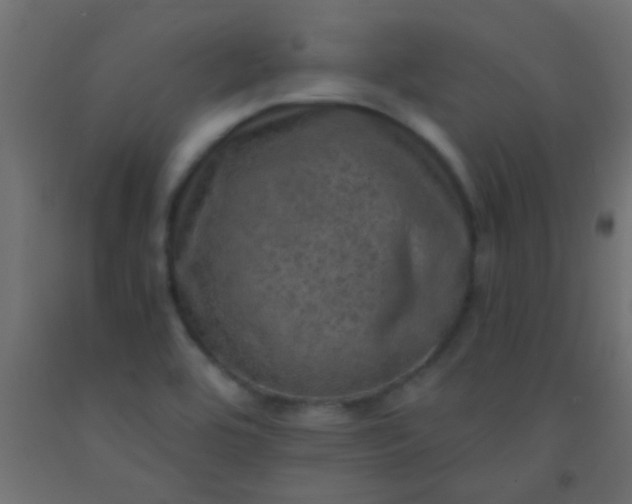 X0000093101464200710101528