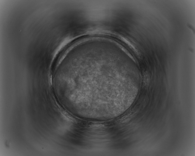 X0000093101462200710171150