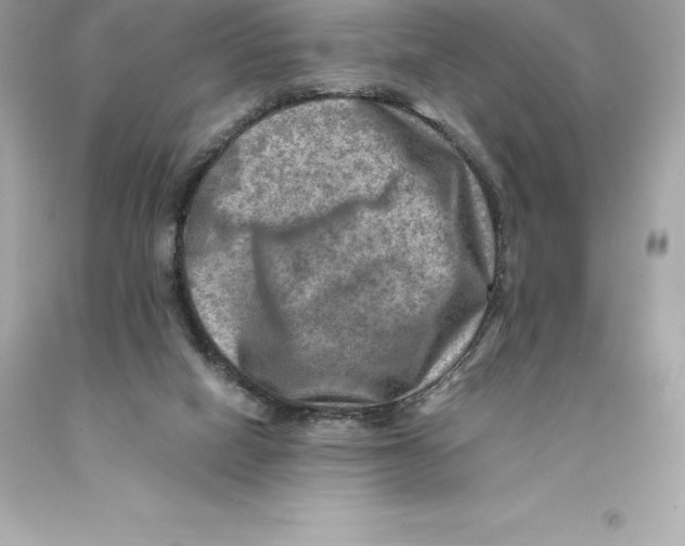 X0000093100066200710241229