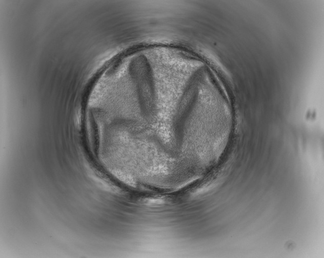 X0000093100068200710241229