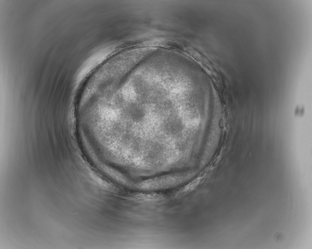 X0000093100245200710241226