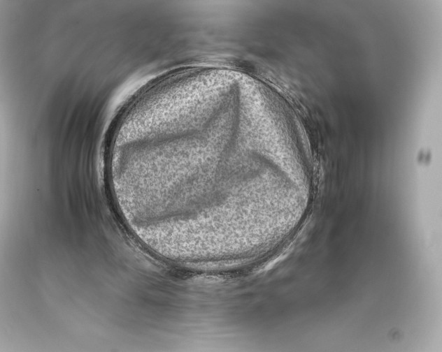 X0000093100294200710241226