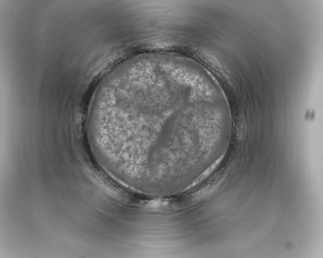 X0000093100366200710241226