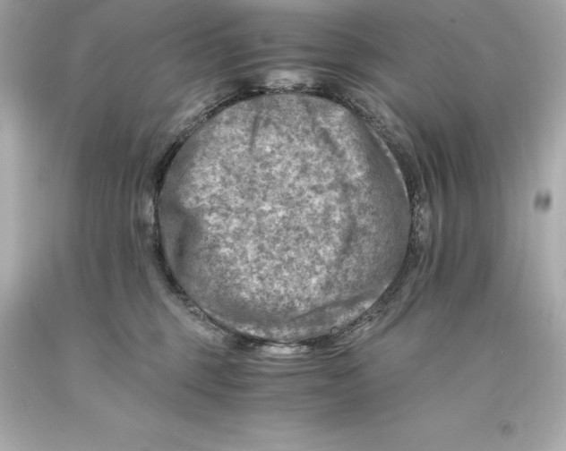 X0000093100375200710241226