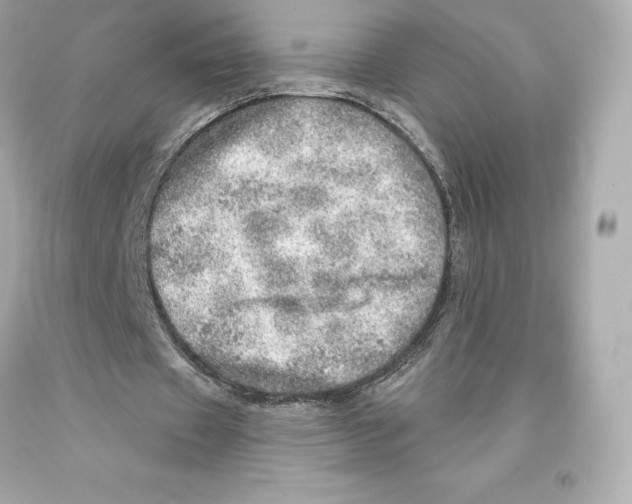 X0000093100433200710241224