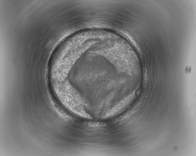 X0000093100439200710241224