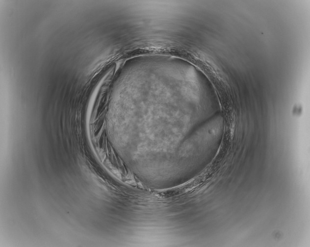 X0000093100696200710241221