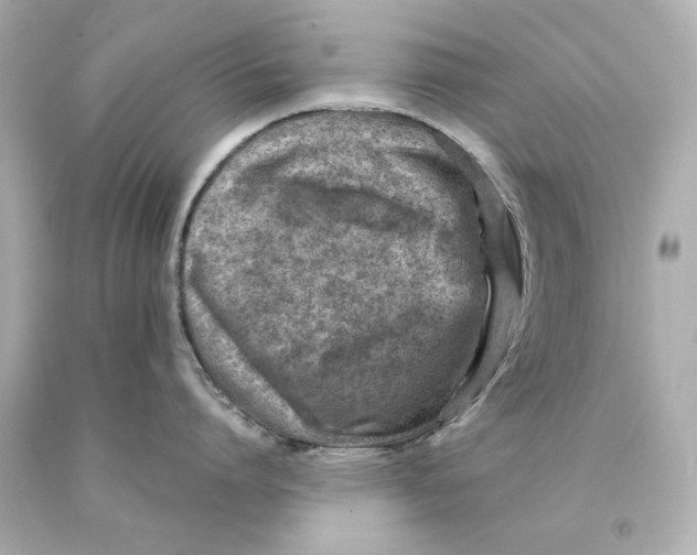 X0000093100864200710241220