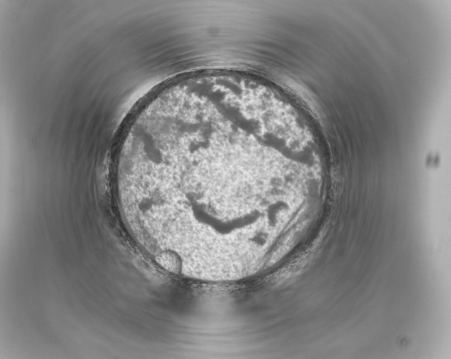 X0000093100875200710241219