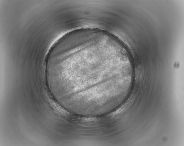 X0000093101021200710241217