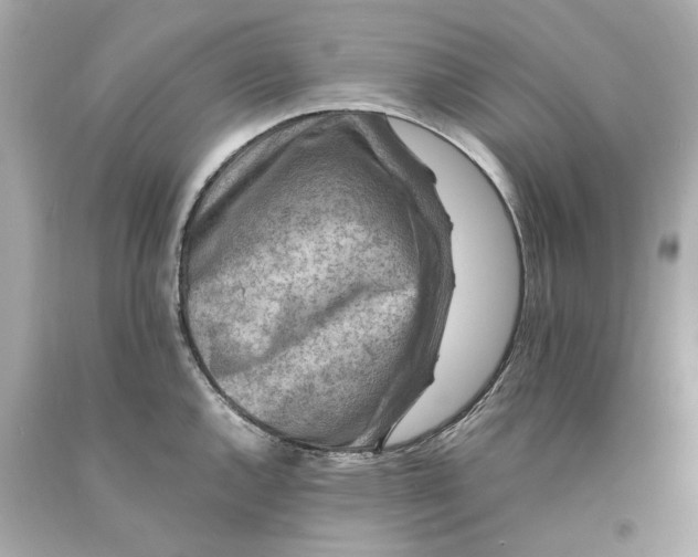 X0000093101144200710241216