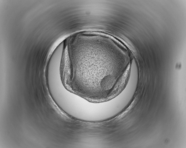 X0000093101196200710241215