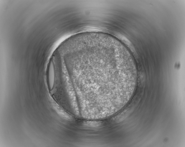 X0000093101427200710241212