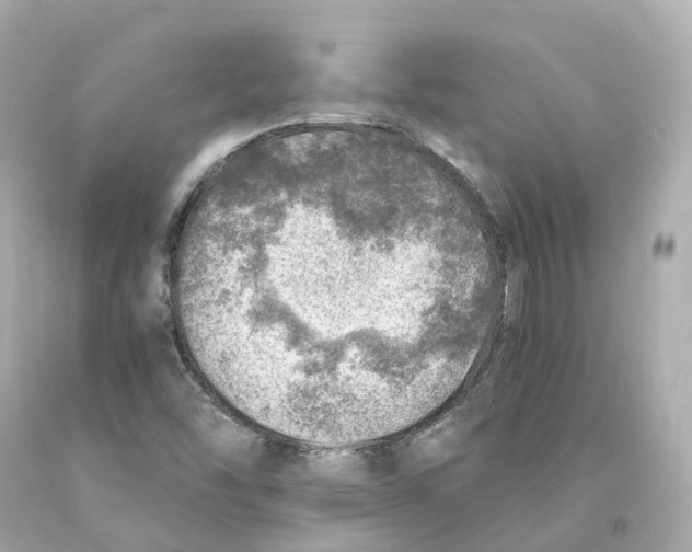 X0000093101454200710241211
