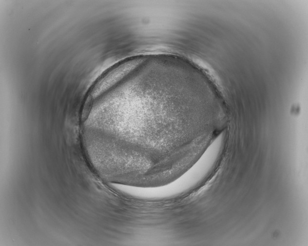 X0000093101457200710241211