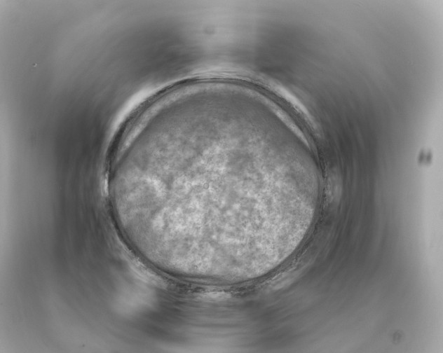 X0000093101462200710241211