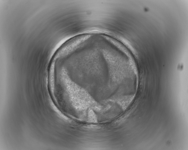X0000093101476200710241211