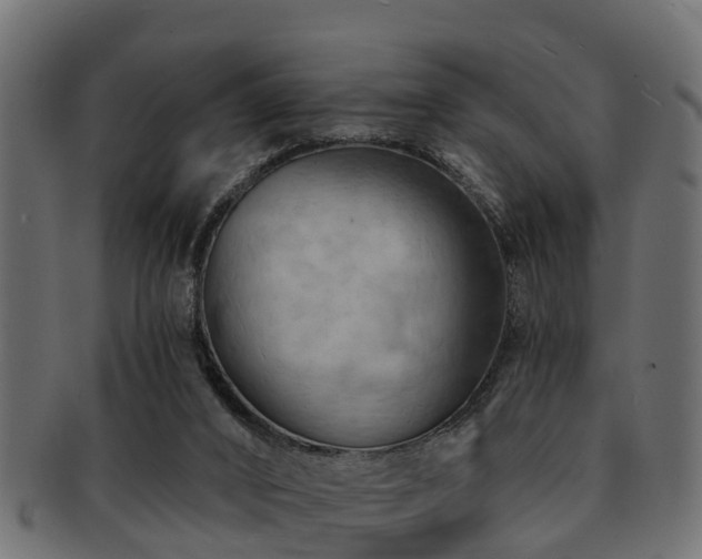 X0000093110016200709261259