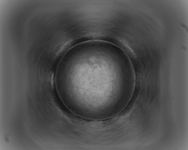 X0000093110024200709261259