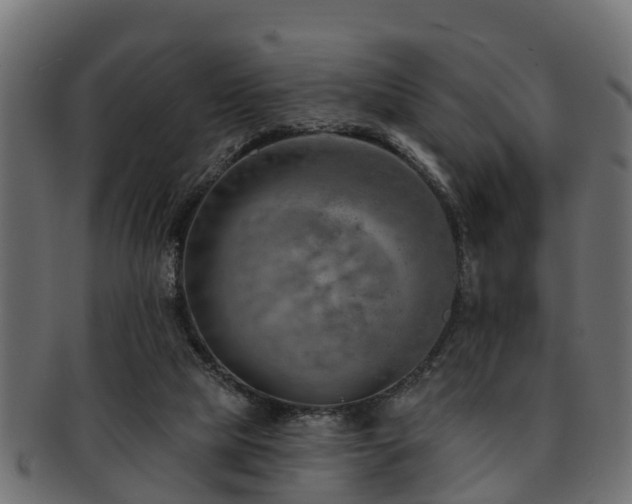 X0000093110065200709261258