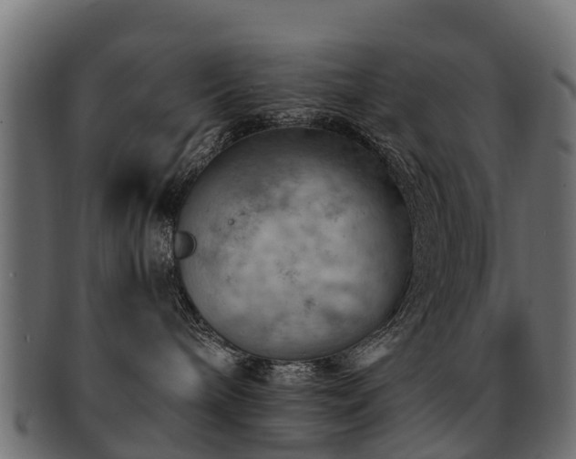 X0000093110240200709261257