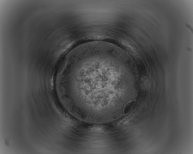 X0000093110358200709261255
