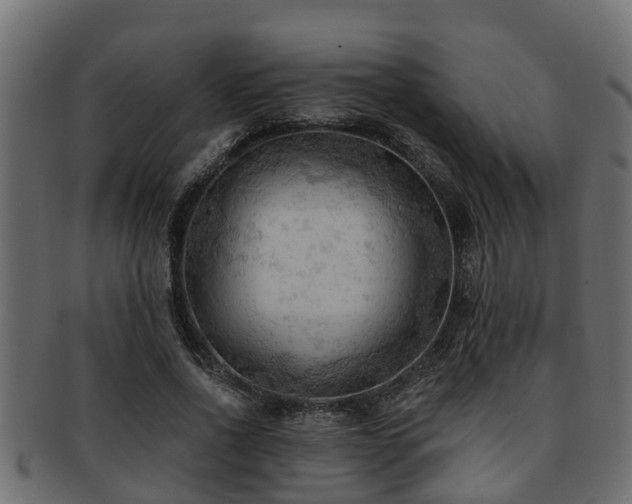 X0000093110734200709261250