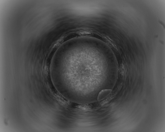 X0000093110763200709261250
