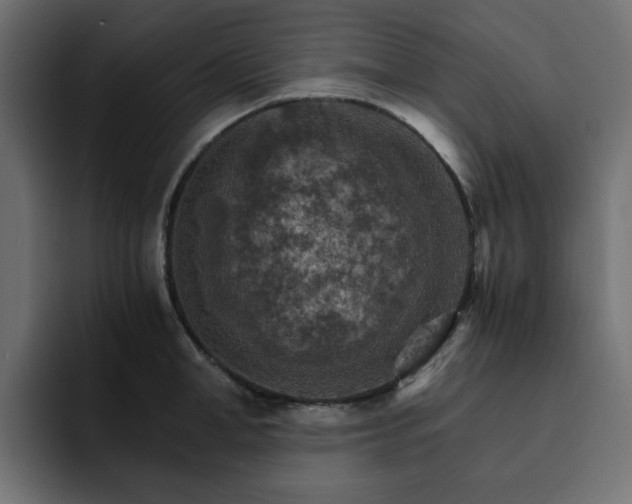 X0000093110998200710031313
