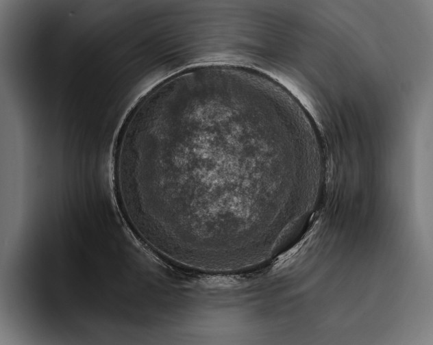 X0000093110998200710101018