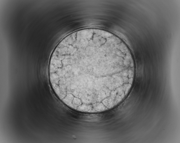 X0000093111338200710101015