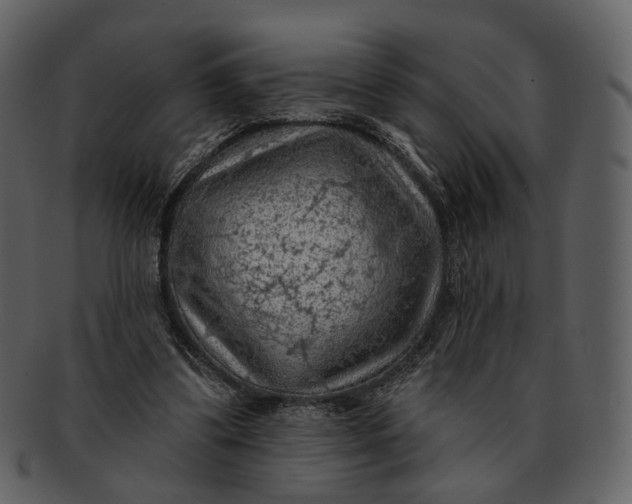 X0000093110299200710171229